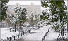 CHESTNUTS IN THE SNOW / ***