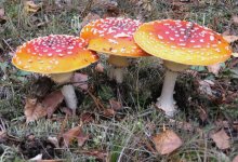 Three mushroom. / ***