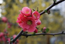 Japanese quince / ***