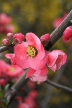 Japanese quince / ***