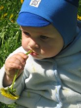 Again, this dandelion! / ***