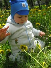 Dandelions ... / ***