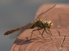 Another dragonfly ... / ***