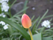 Tulip / ***