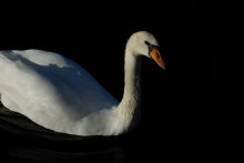 Swan / ***