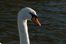 Swan / ***