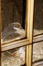 Lonesome Dove on the ledge outside the window ... / ***