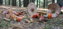 mushrooms / ***