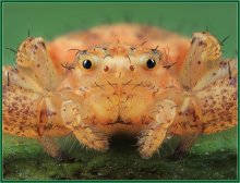 Portrait of a spider / ***