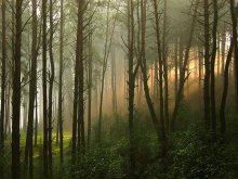 In the forest at dawn / ***