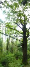 Private tree / ***