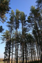 Pines near Castle Puslovskih / ***