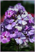 Phlox Floksovich / ---