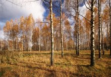 Belarusian birches / ***