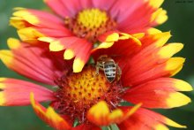 Bee / ***