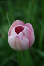 Tulip / ***