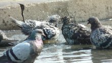 Wedding Doves / ***