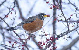 American robin (Turdus migratorius) / ***