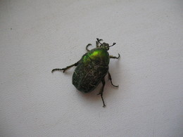Beetle / ***