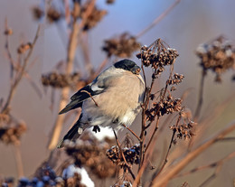 Bullfinch / ***