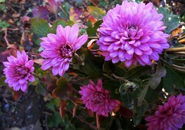 Chrysanthemums / ...