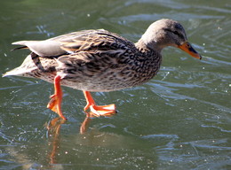 On thin ice / ***
