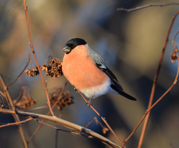 Bullfinch / ***