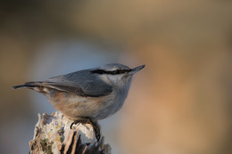 Nuthatch. / .....