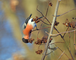 Bullfinch / ***