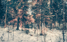 winters in the forest / ***