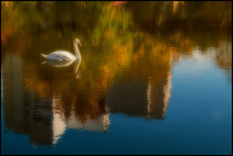 in the park / ***