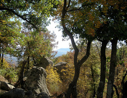 In forest / ***