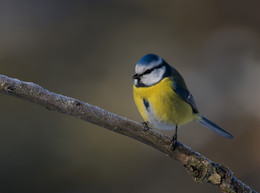 Blue tit / .....