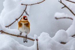 **Leise rieselt der Schnee / Der Stieglitz im Schneegestöber