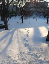 Footprints in the snow / ***