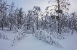 Hibernation / ***