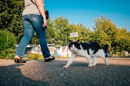 Cat photo / Nikkor DX AF-S 12-24/4