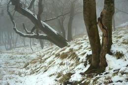 Thaw / ***