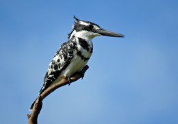 Little Pied Kingfisher / ***