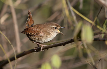 Wren / ***