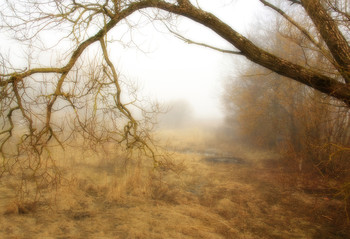 Tree in fog / ***