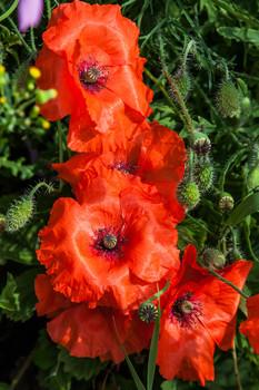 Poppies / ***