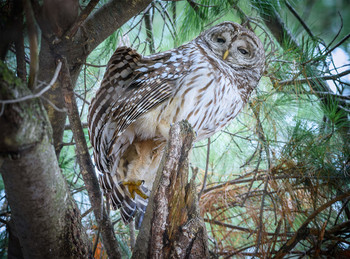 Barred Owl (Strix varia) / ***