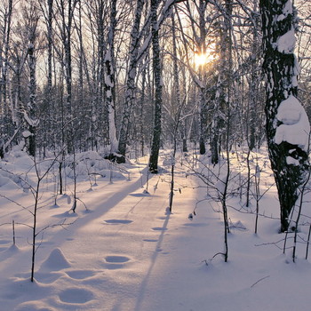 In the winter forest. / ***