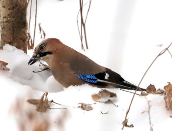 Jay / ***