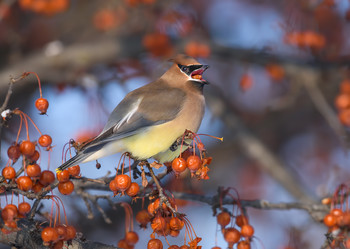 Cedar waxwing / ***