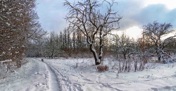 Winter landscape / ***