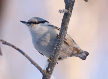 Nuthatch / ***