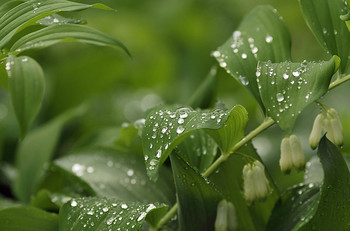 After the rain / ***