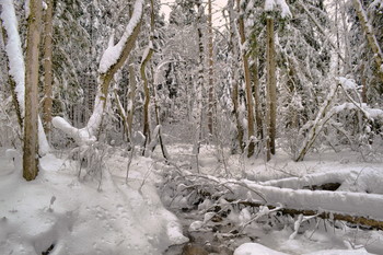 winters in the forest / ***